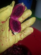 Pulping the Prickly Pear